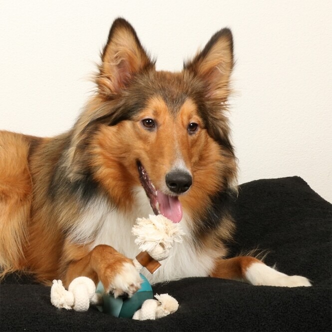 Tiernahrung Mönchengladbach Spezialfutter für jedes Alter und jede Rasse